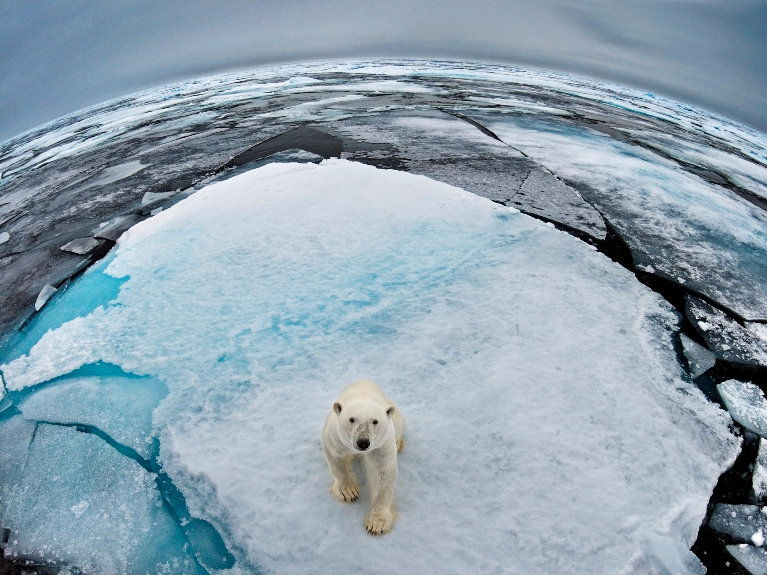 К чему приведет потепление. Арктика Антарктика Антарктида. Арктика – Антарктика белый медведь. Антарктида и Северный полюс. Северный полюс Арктика.