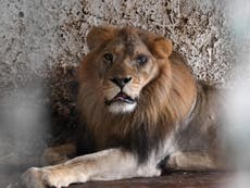 Three lions among animals rescued from ‘shocking’ Albanian zoo