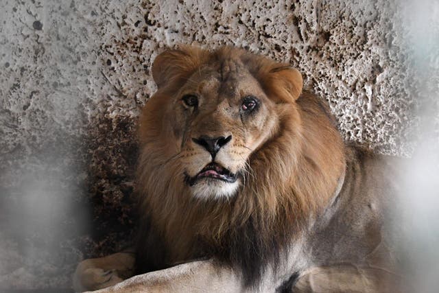 Lenci, a 15 years old male lion, rests on his cage before animal welfare activists remove him from a private zoo in Albania