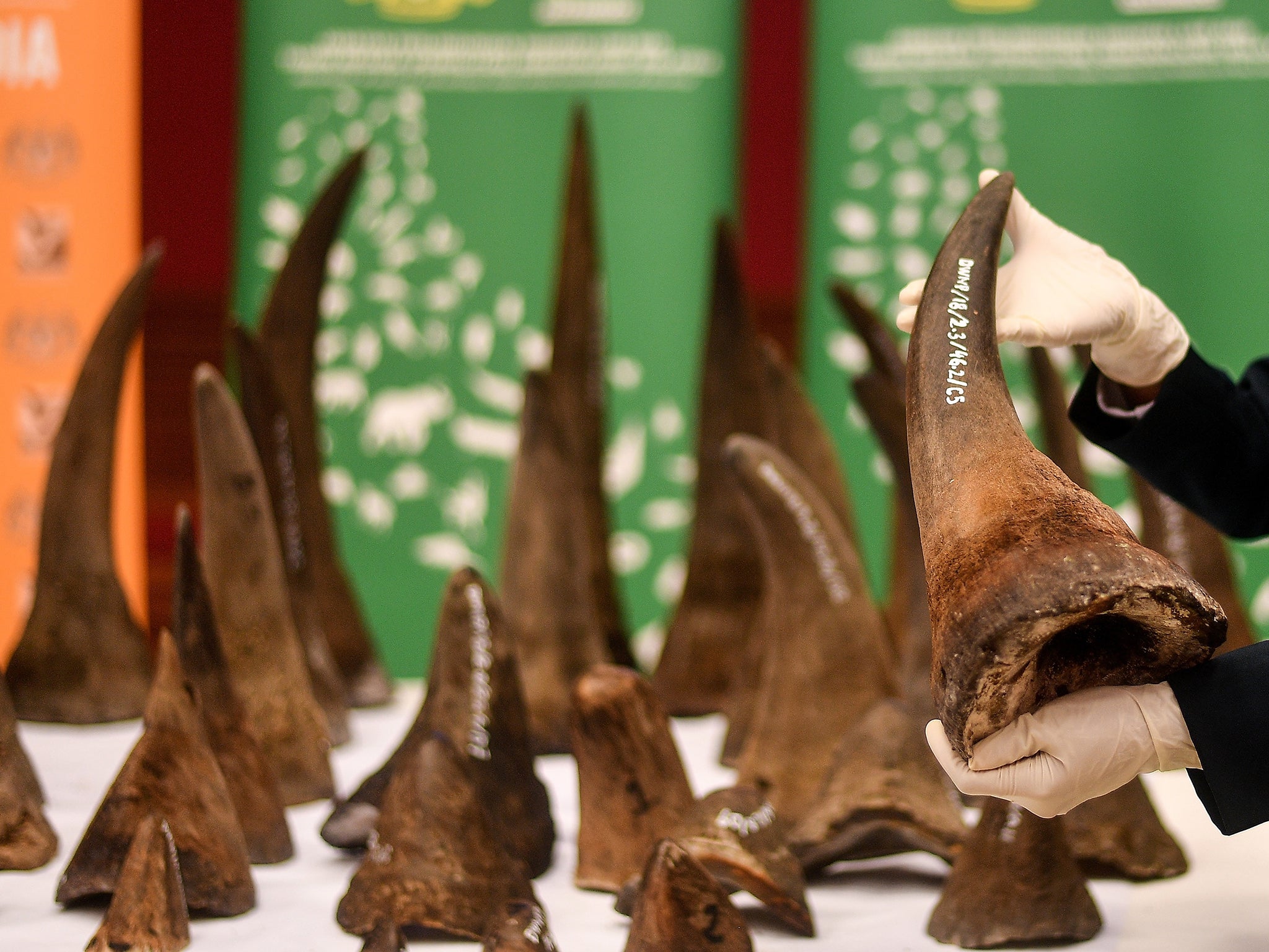 A Malaysian Wildlife official displays seized rhino horns and other animal parts at the Department of Wildlife and National Parks headquarters in Kuala Lumpur