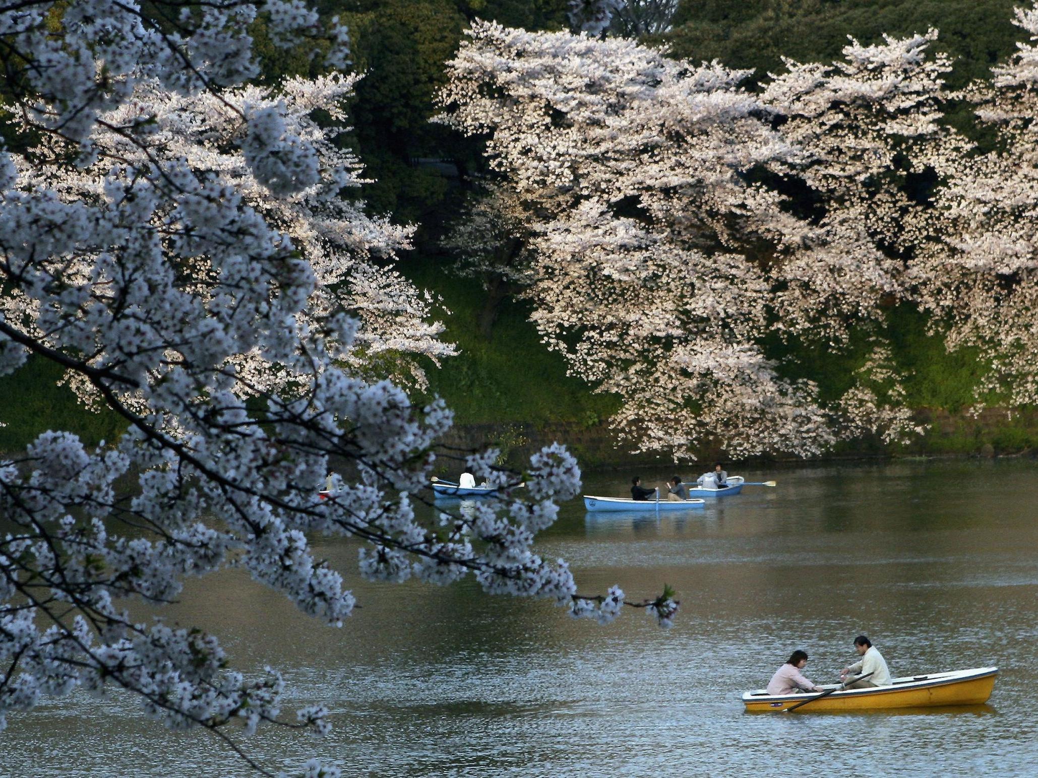 Shinjuku Gyoen is a popular site to view blossoming cherry trees in spring