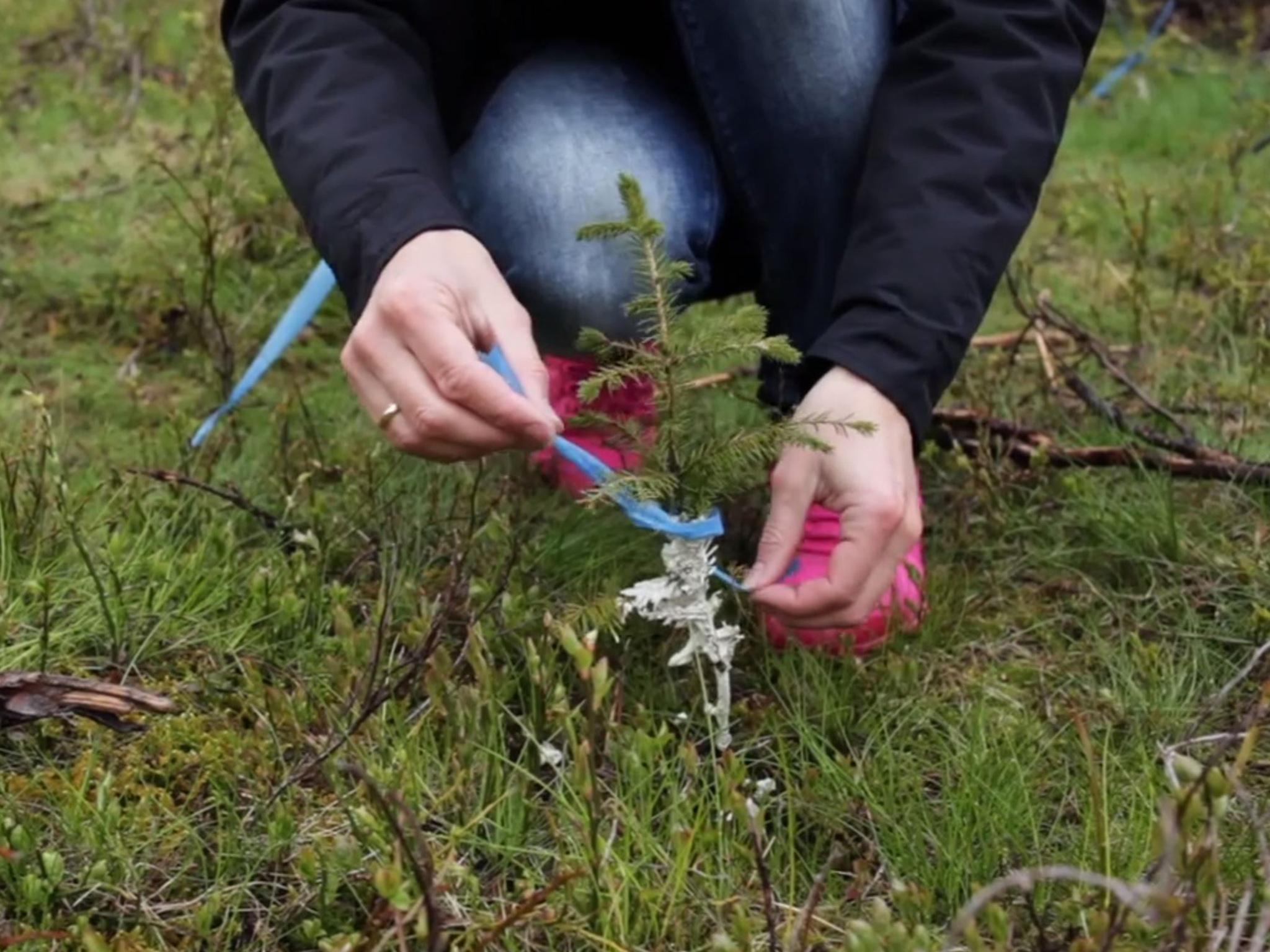 Around 1,000 trees have been planted