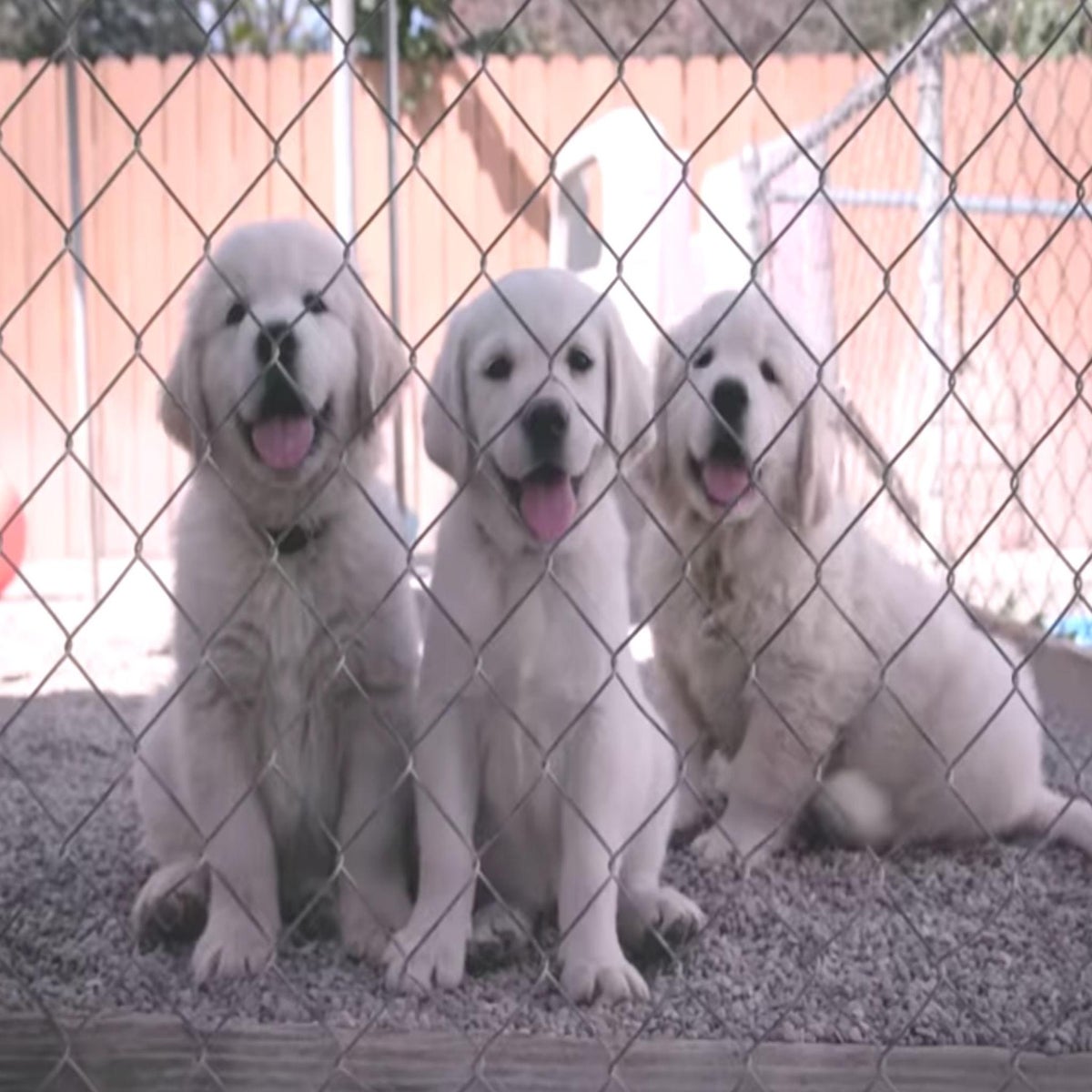 Netflix's newest series is a dog-cumentary