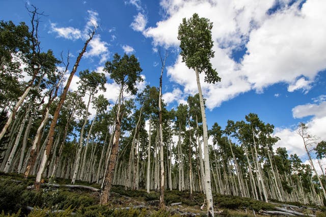 Pando, the most massive organism on Earth, is home to a grove of 47,000 quivering aspen trees in Utah