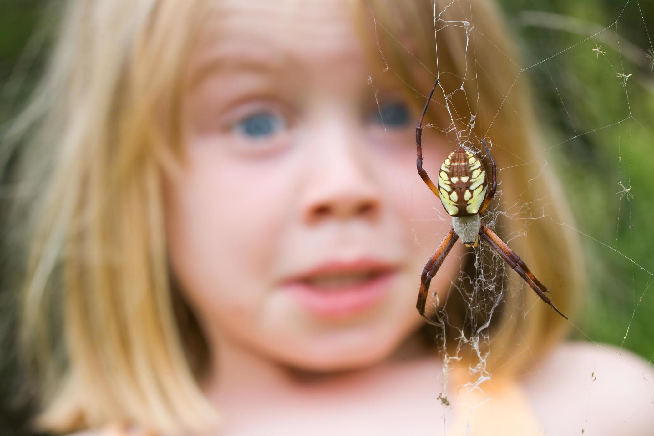 Heartbeats could be key to treating fear of spiders | The Independent | The  Independent