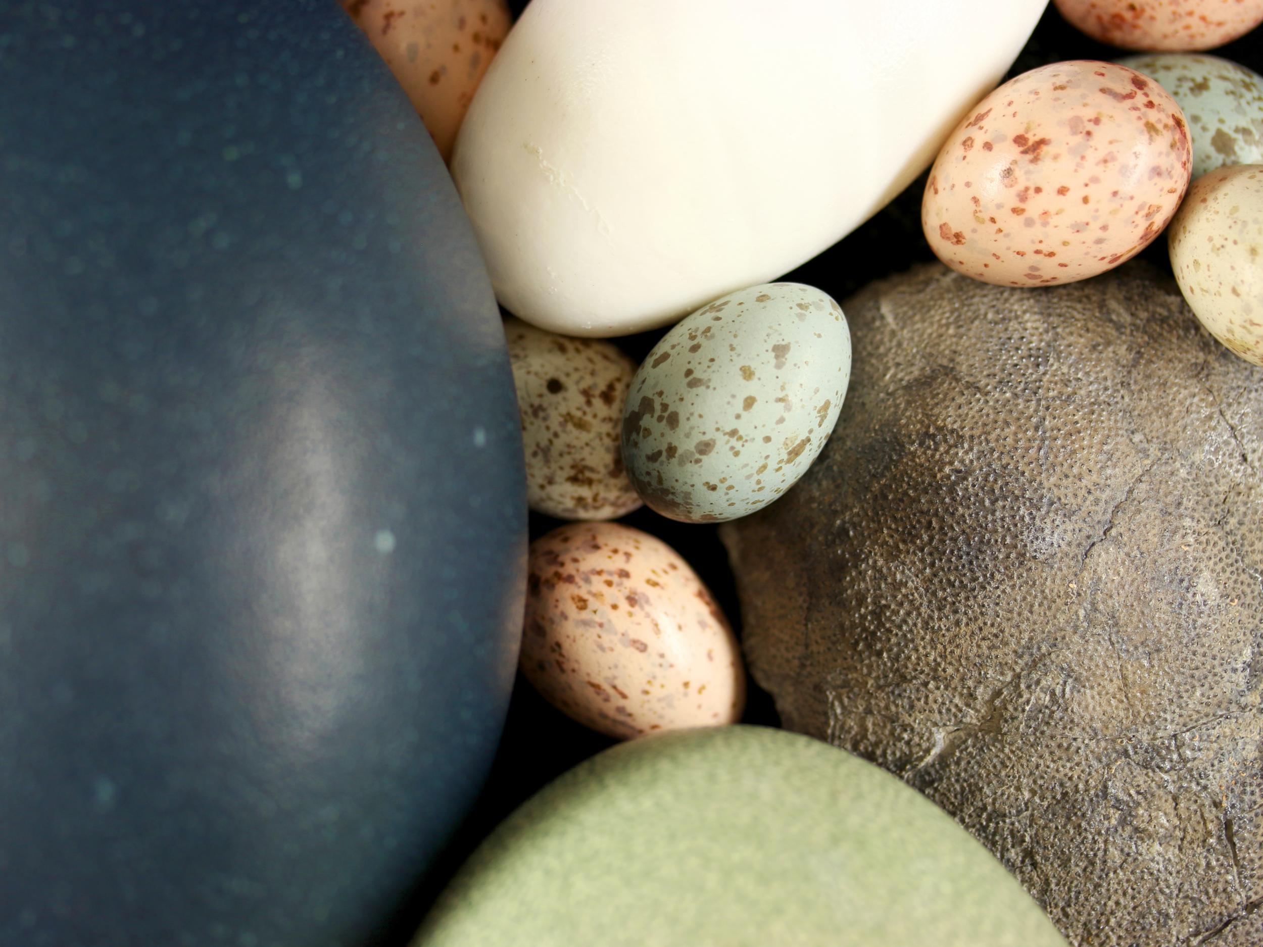 An assortment of bird eggs alongside a fossilised shell (right) belonging to a small carnivorous dinosaur