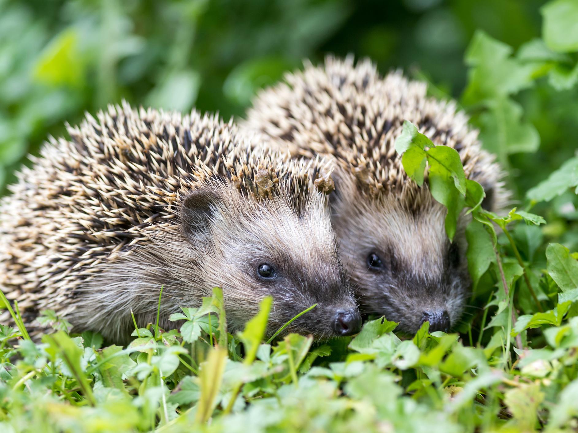 Hedgehog numbers have declined rapidly in the UK in recent years