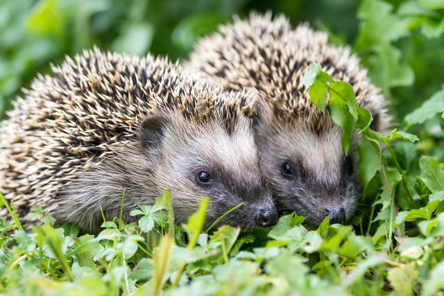 Hedgehog numbers have declined rapidly in the UK in recent years