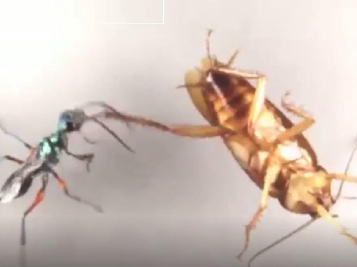 Cockroaches Employ Swift Kicks To Stop Wasps Turning Them Into ‘zombies
