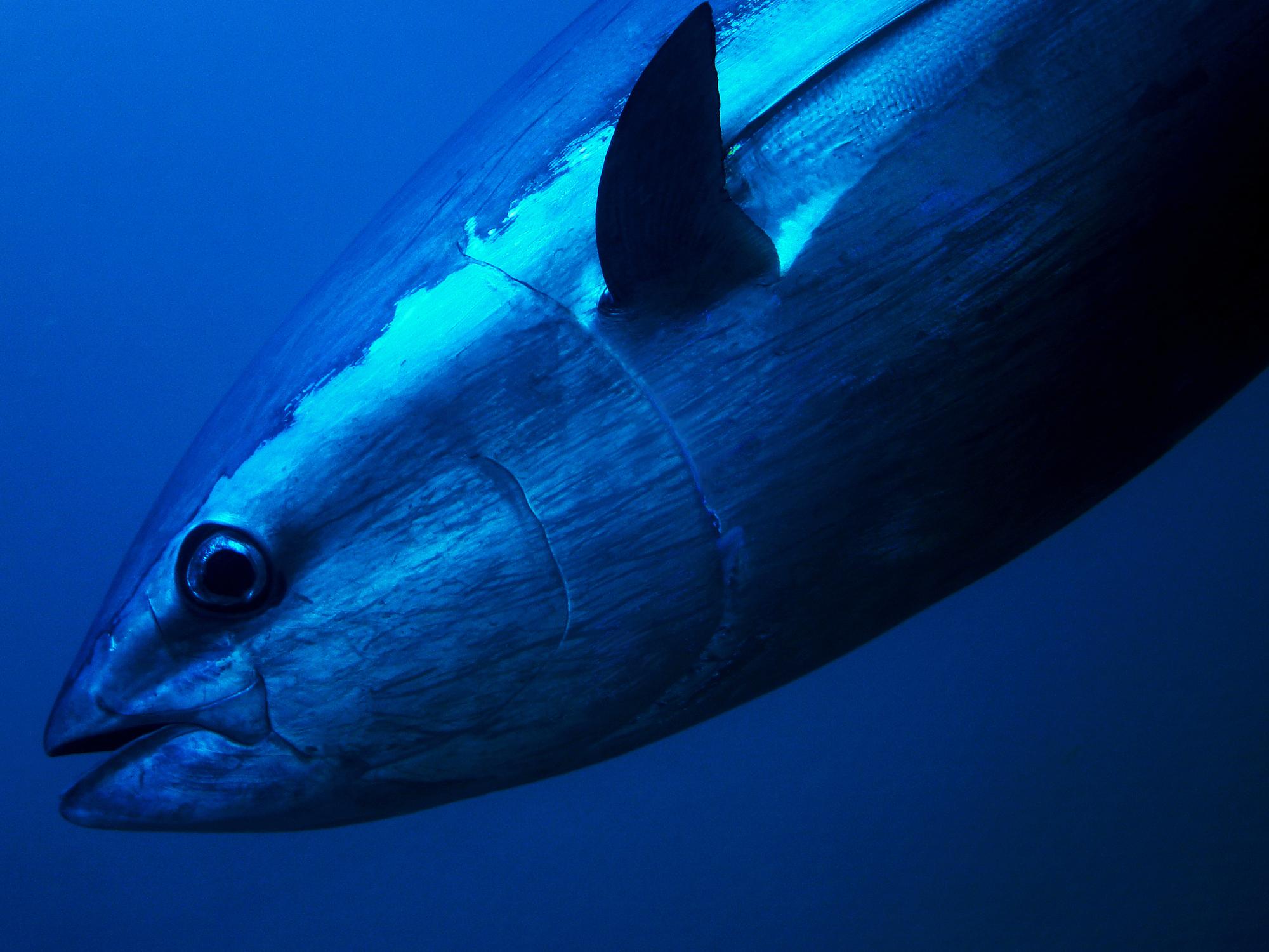 Bluefin tuna are increasingly being sighted in British waters, and anglers say it is time to start fishing for them again