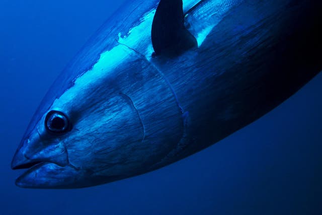 Bluefin tuna are increasingly being sighted in British waters, and anglers say it is time to start fishing for them again