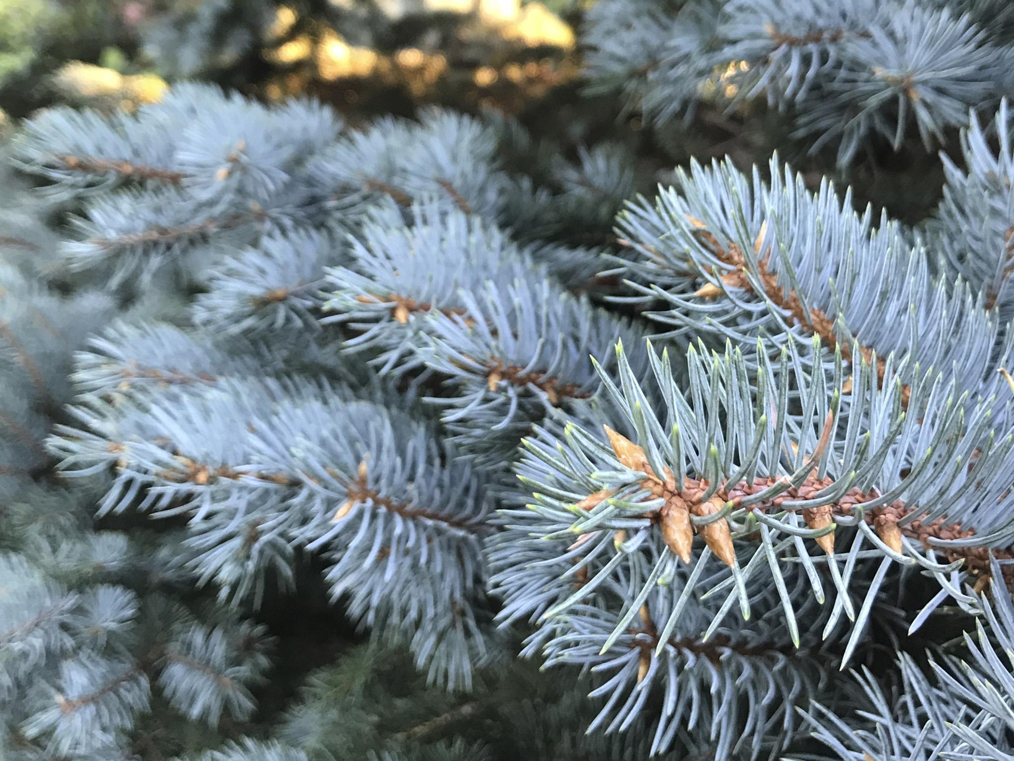 The Blue Spruce (iStockphoto)
