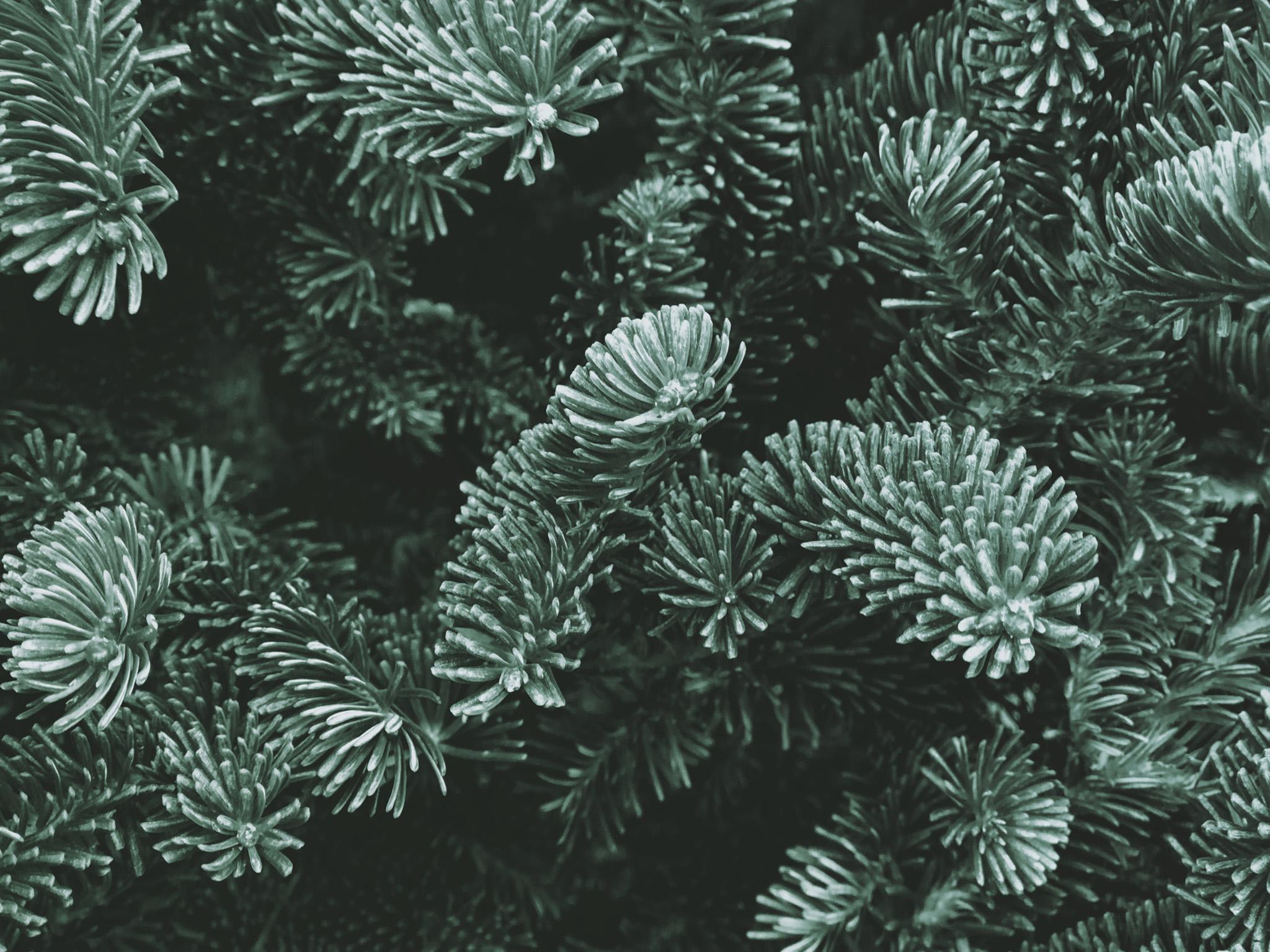 The Fraser Fir (iStockphoto)