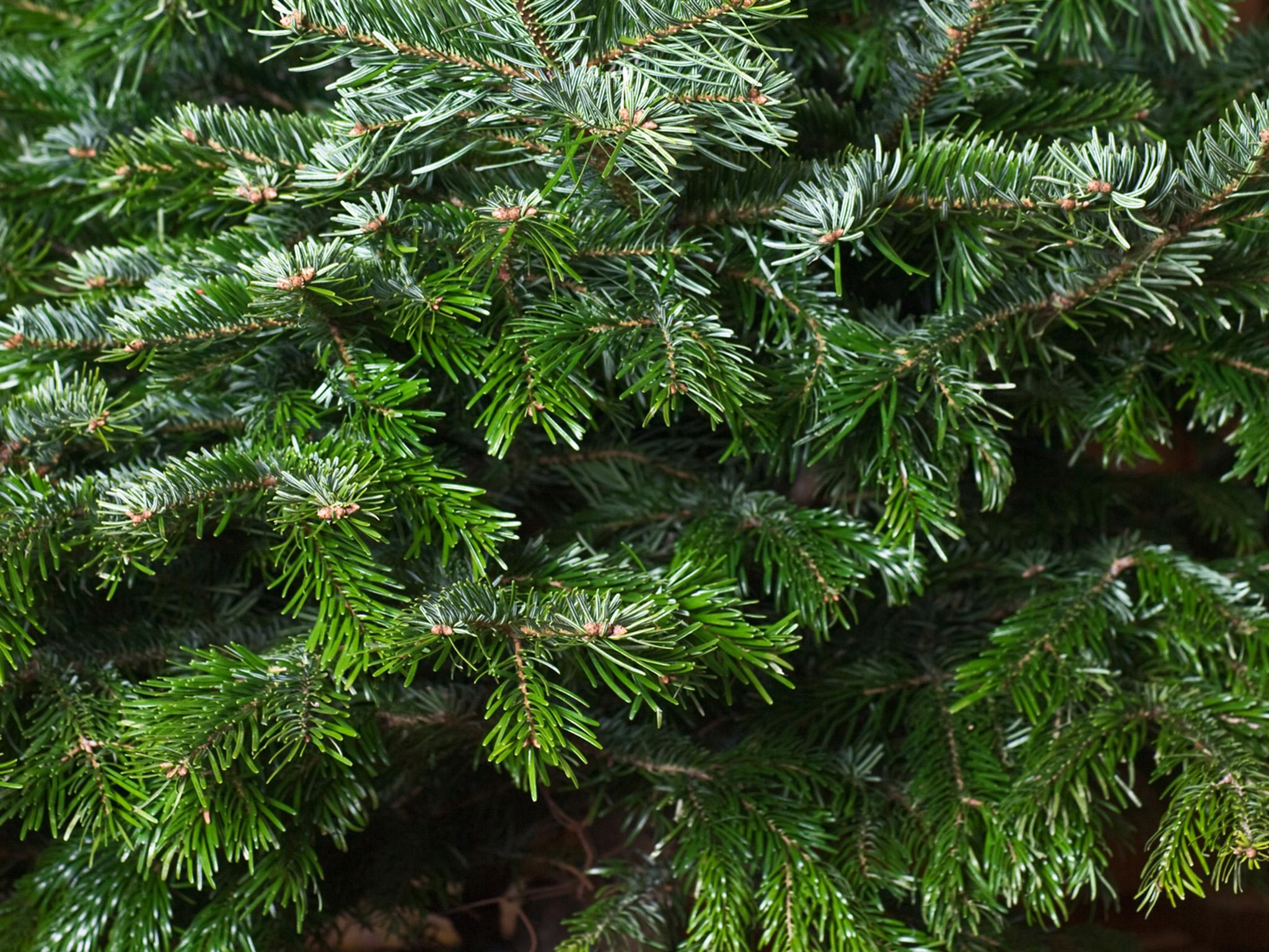 The Nordmann Fir (iStockphoto)