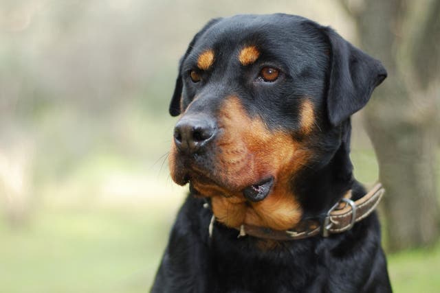 Charlie, a 120-pound Rottweiler mix, slipped and got his paw caught in the trigger of the gun