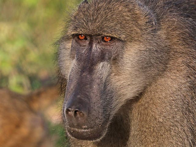 Chacma baboon were trophy hunters' top choice of primate victim