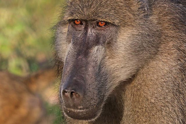 Chacma baboon were trophy hunters' top choice of primate victim