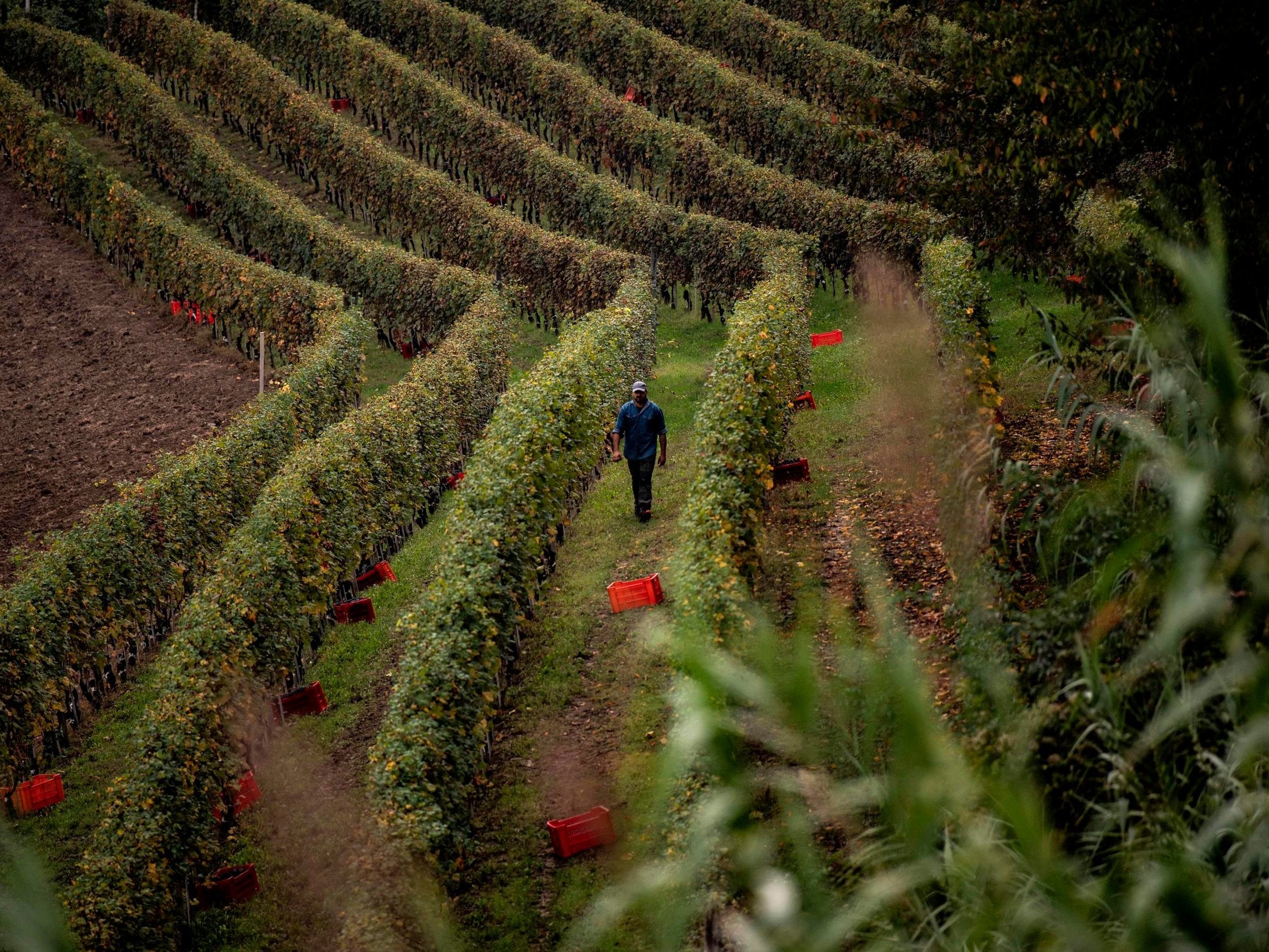 Under the proposals, parents who have a third child between 2019 and 2021 would be given plots of state-owned farmland to run for 20 years