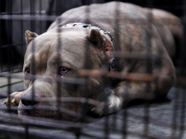 The department of veterans affairs is resisting attempts to shut down its testing on dogs