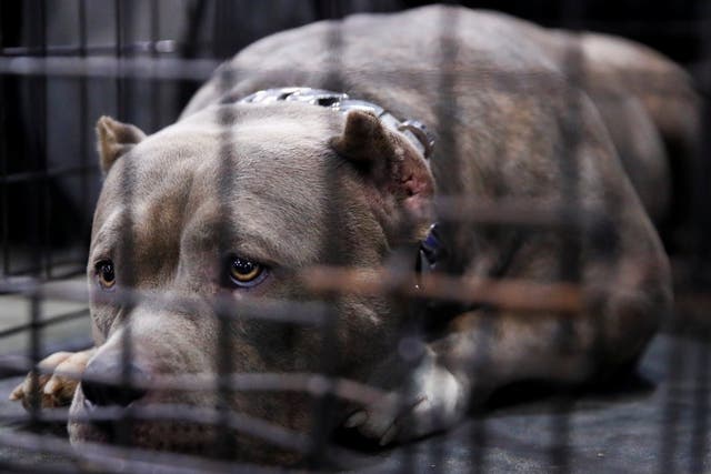 The department of veterans affairs is resisting attempts to shut down its testing on dogs