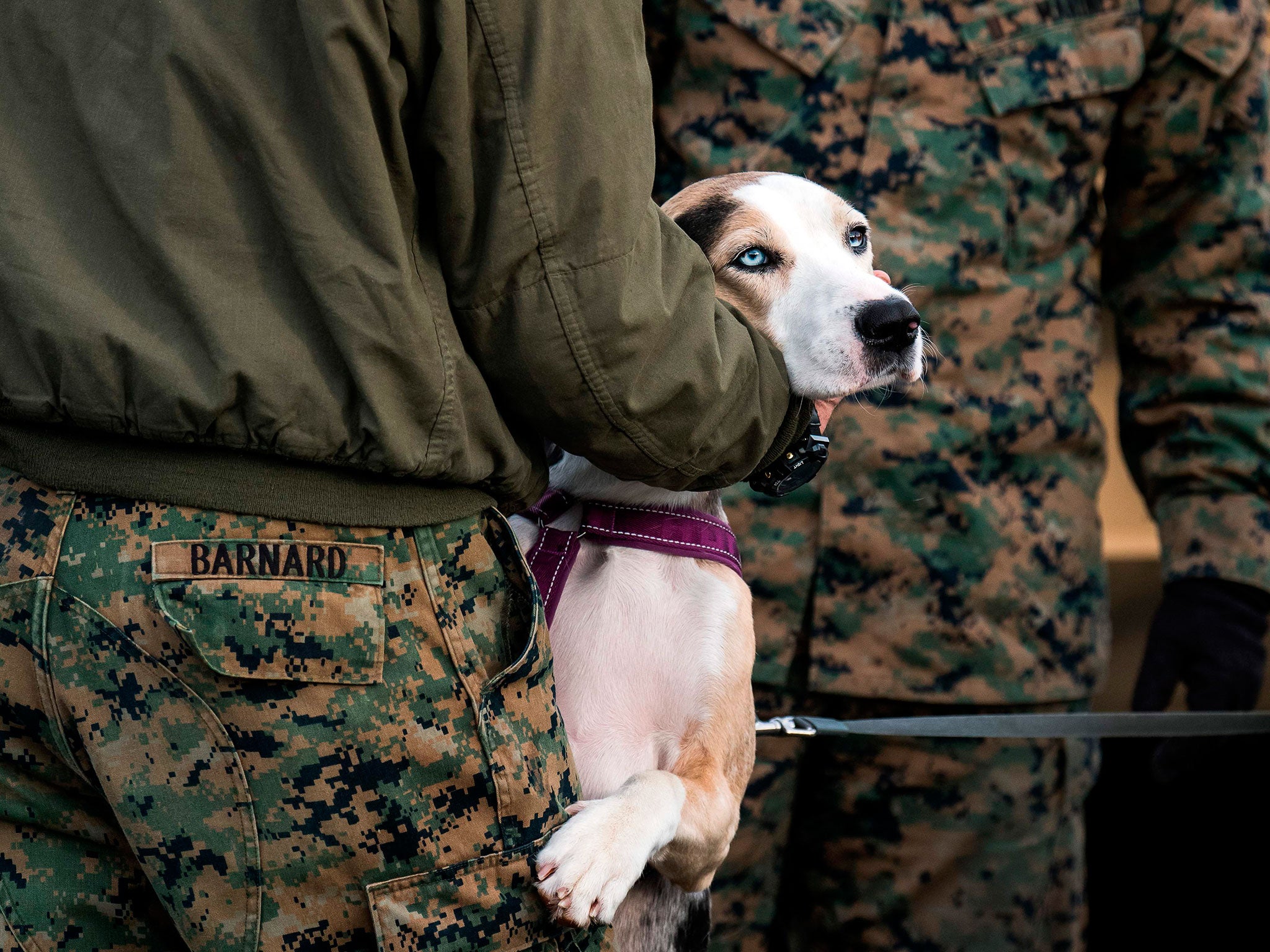 The VA hopes the dog experiments will help its doctors better treat soldiers' severe injuries