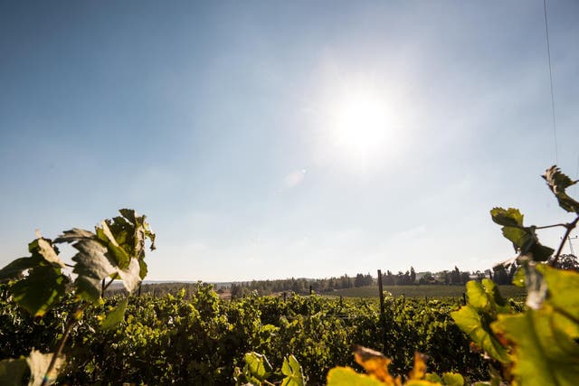 Israel’s vineyards are attracting attention
