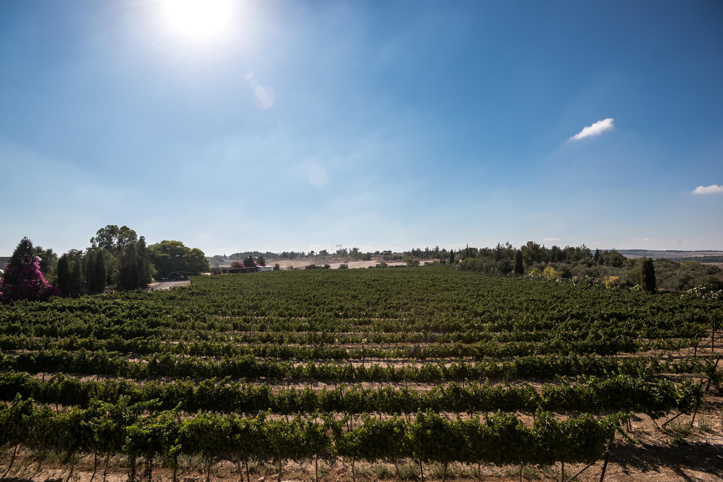 The landscape is reminiscent of Tuscany