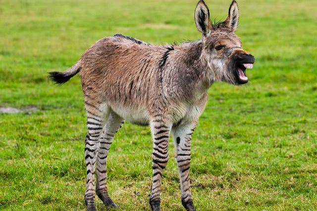 Zippy the ‘zonkey’ is a rare cross between a zebra and a donkey