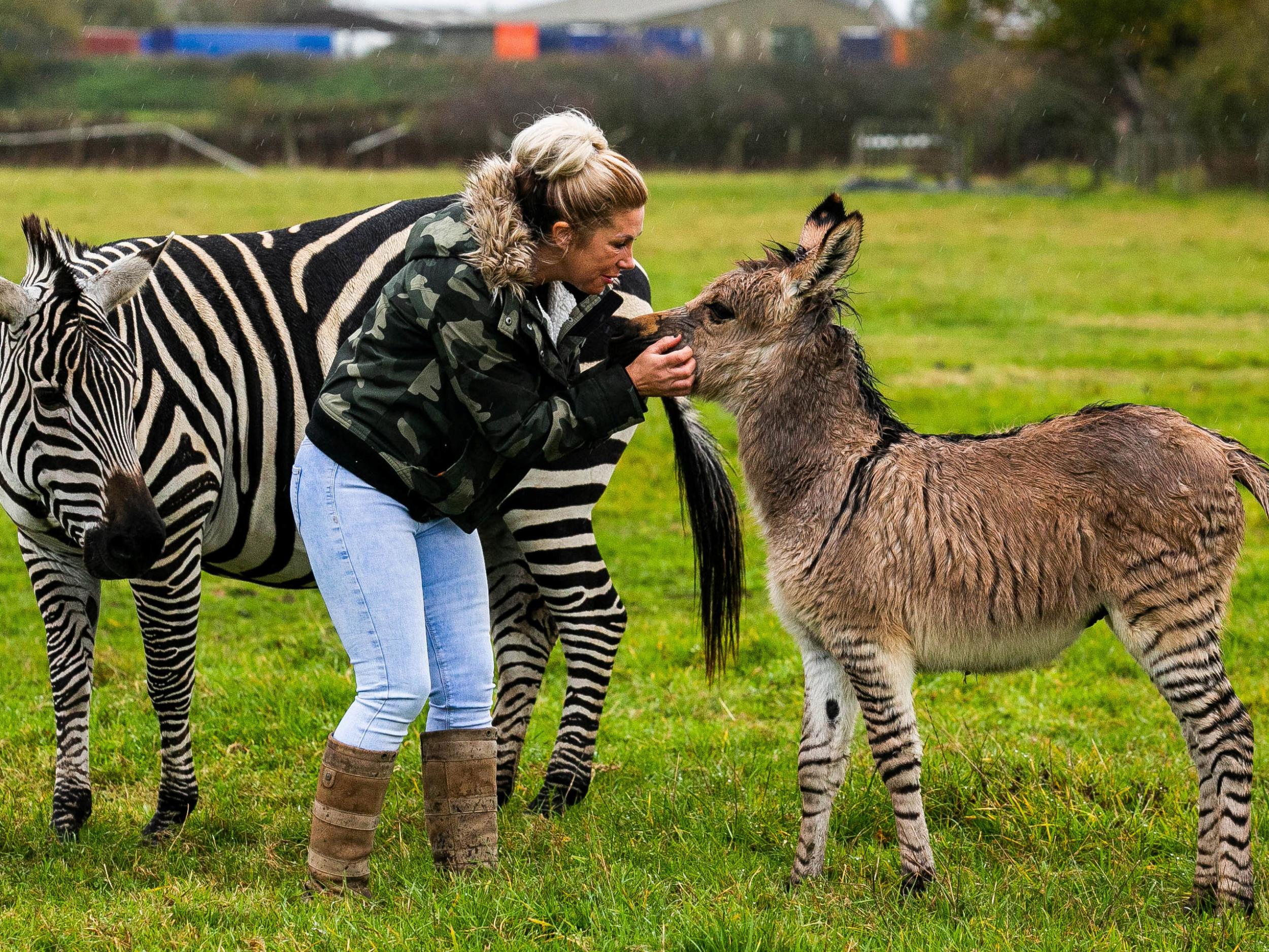 Zippy the 'zonkey' with mother Ziggy and owner Kristine Turner