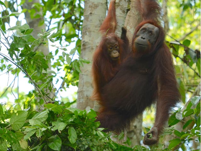 Many studies have shown the devastating effect deforestation and hunting have had on orangutans in Indonesia