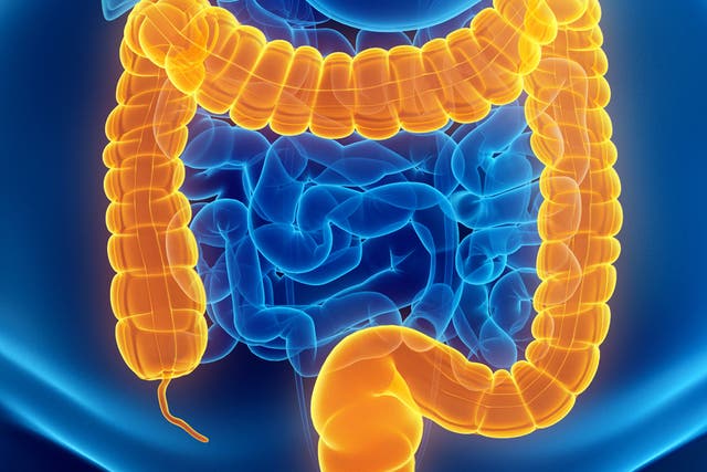 The human gut is home to hundreds of different species of bacteria