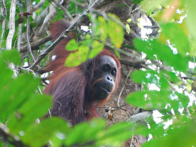 An Indonesian government report claiming orangutan numbers had increased was described as ‘impossible’ by scientists