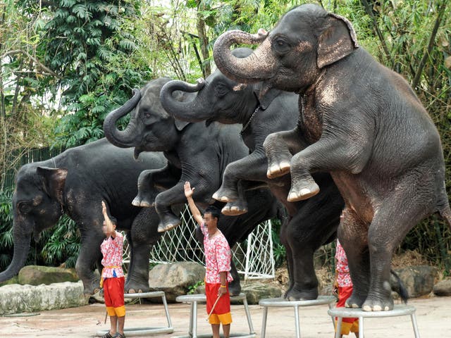 An elephant show at a venue in Thailand, Bangkok