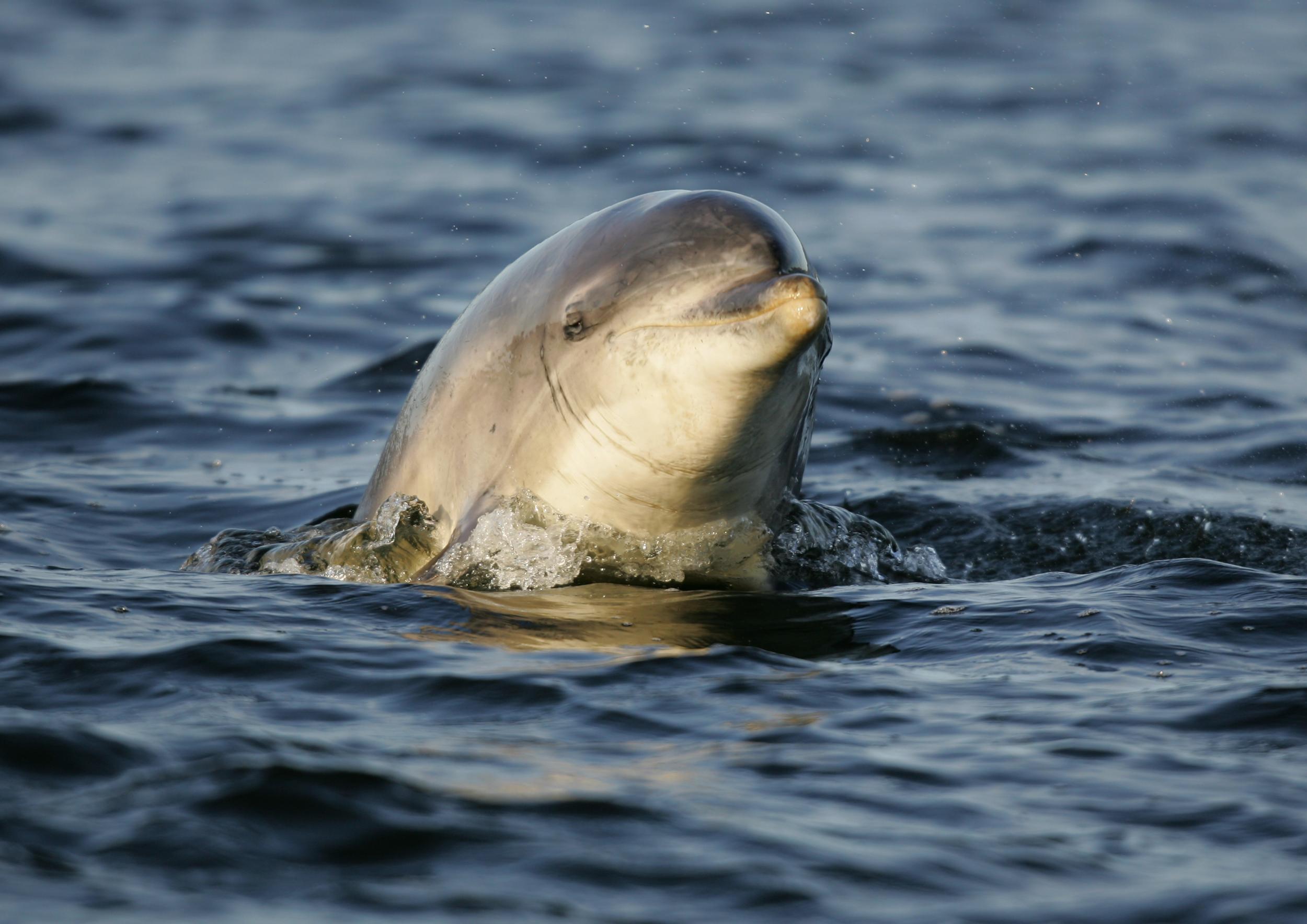 Moray Speyside is known for plentiful wildlife sightings