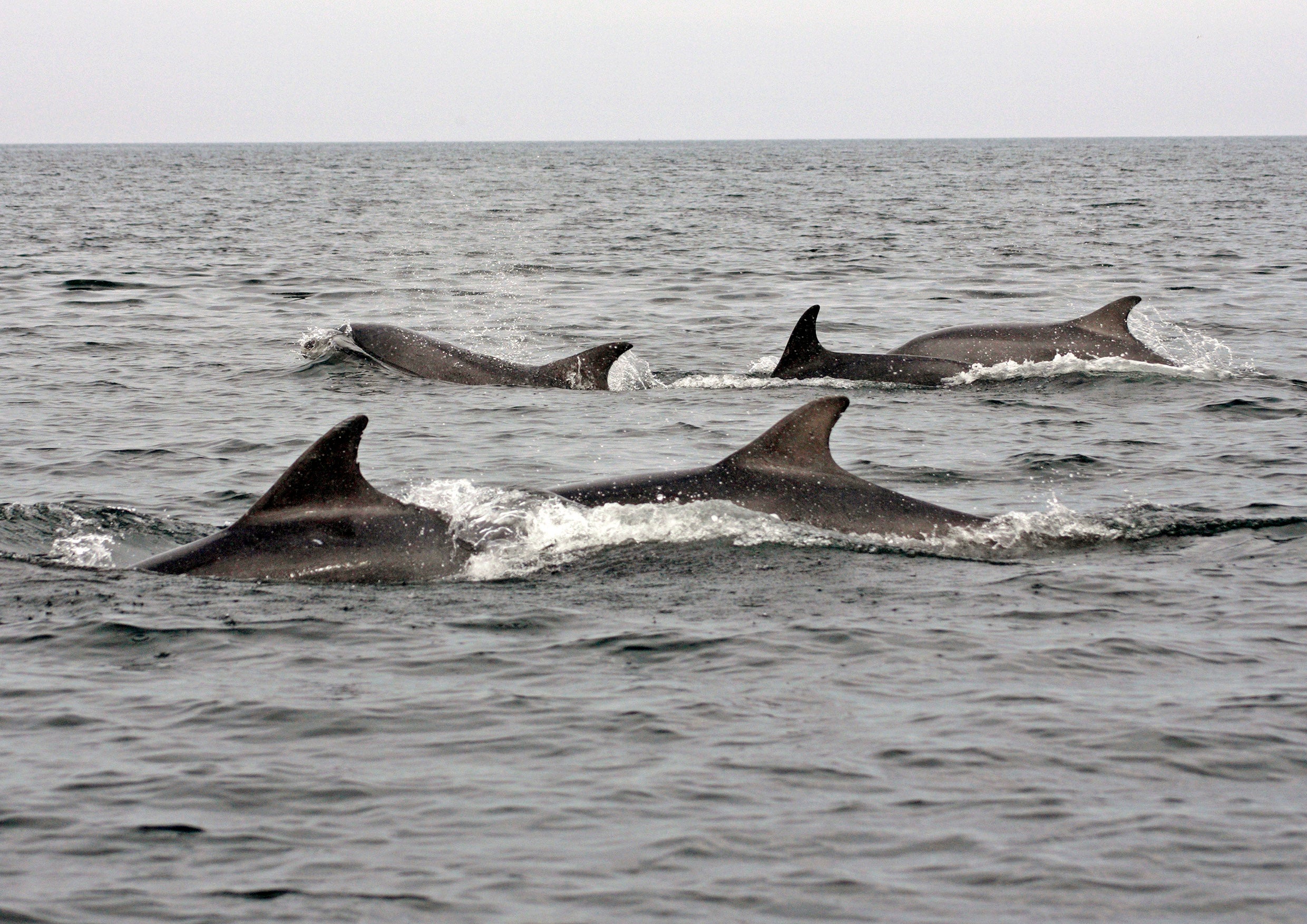 A population of around 190 dolphins lives in the Moray Firth all year round