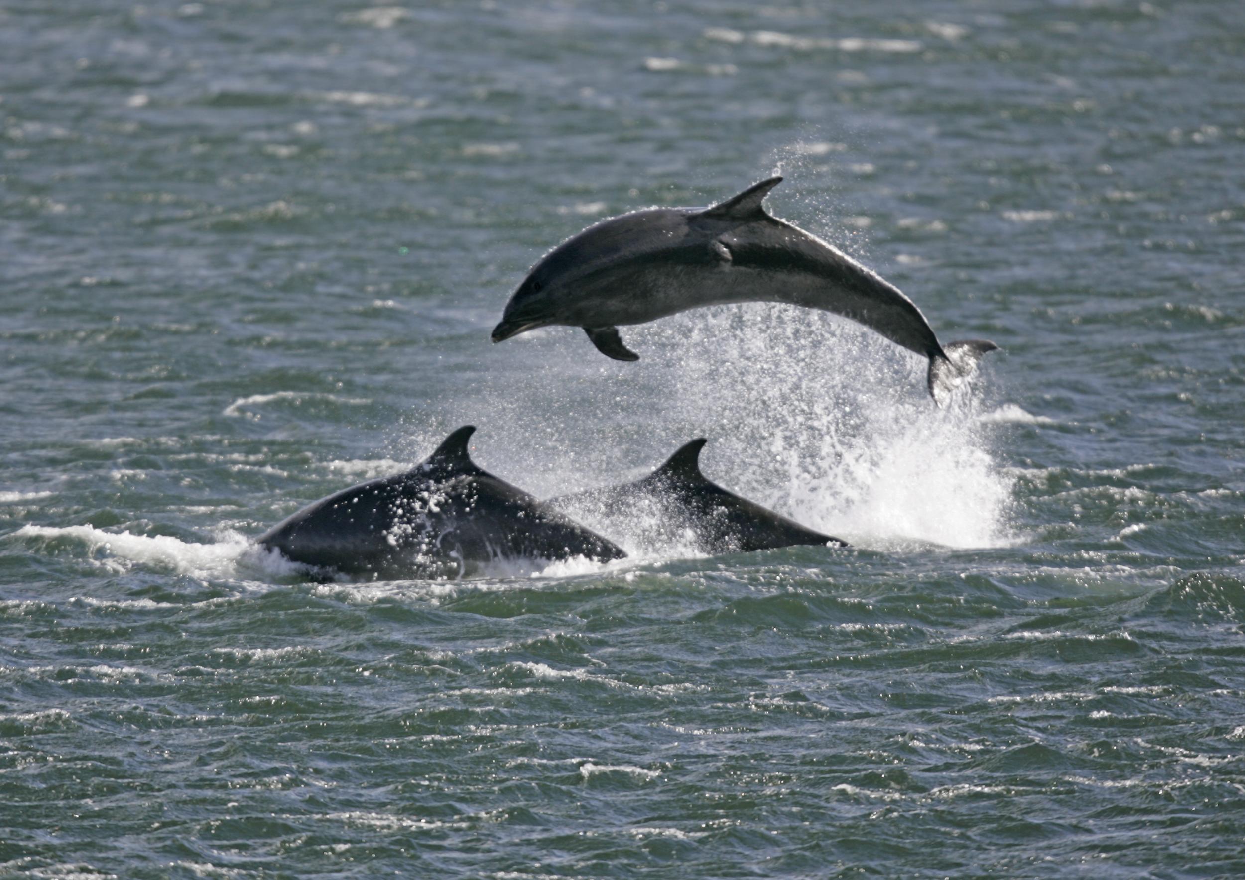 Why do dolphins sometimes throw their food around?