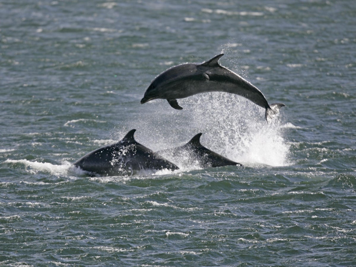 Dolphin Facts, Songs, Movies & Trivia