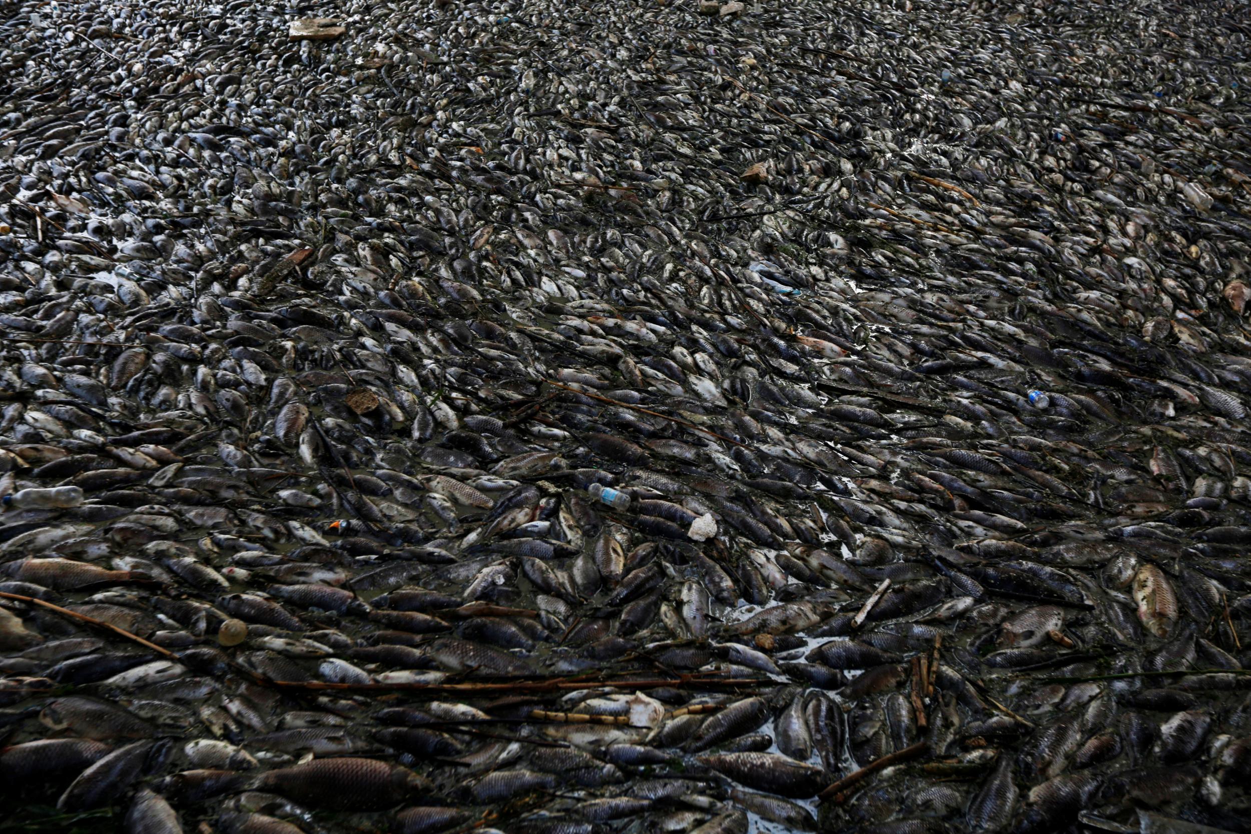 Рыбки гибнут. Вымирание рыб. Экологическая катастрофа рыбы. Массовая гибель животных.