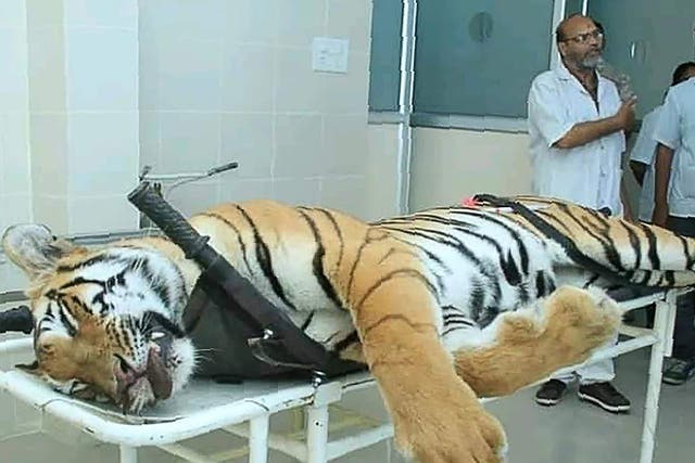 Tigress T-1 on a post-mortem table in Maharashtra state