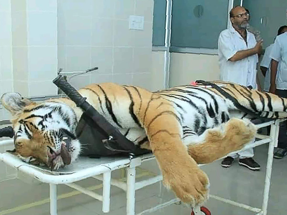 India S Tiger Killings Highlight Growing Conflict Between Humans And Wildlife The Independent The Independent