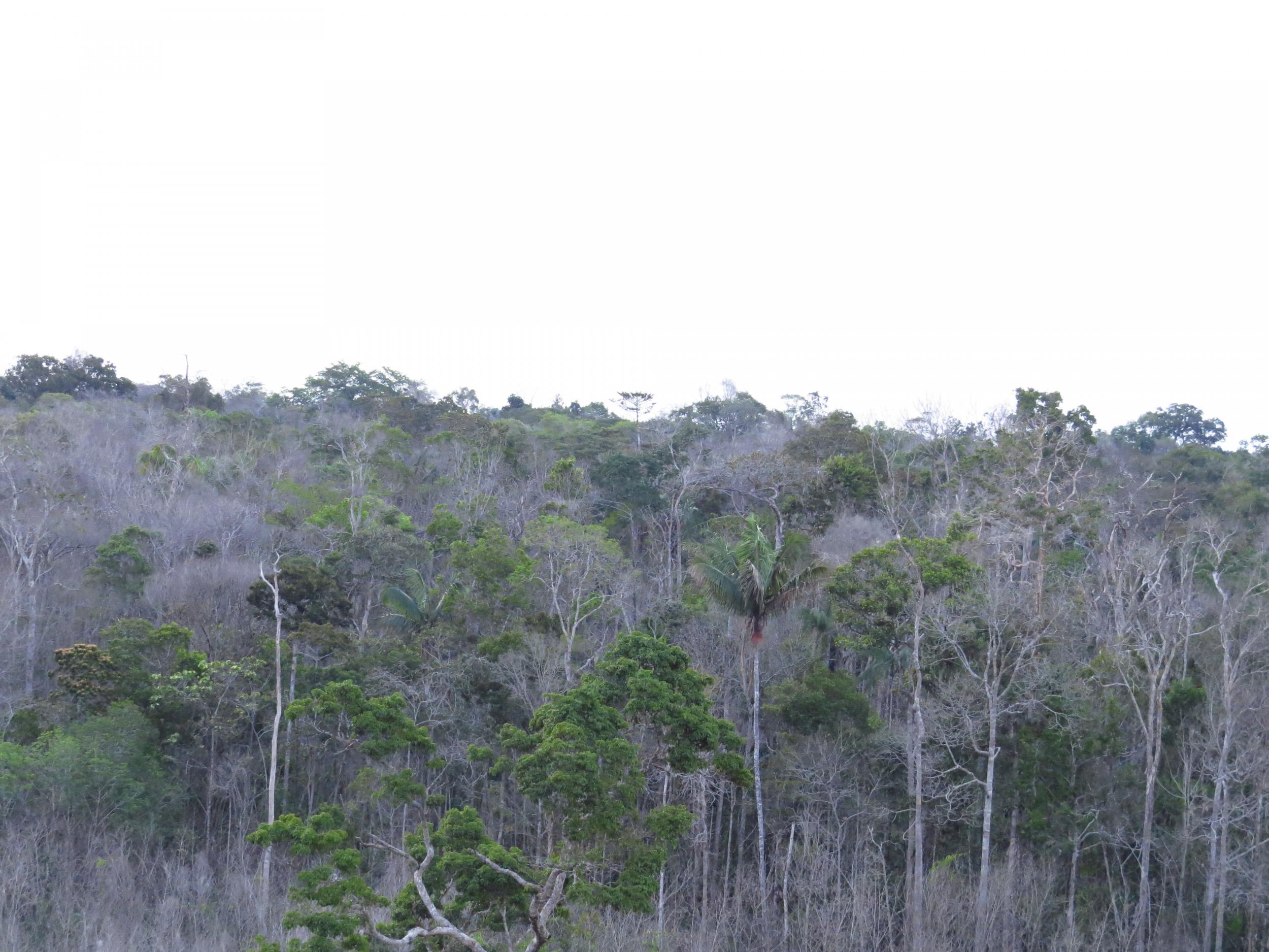 Dying region of forest in a region of central Amazon in Brazil from 2016