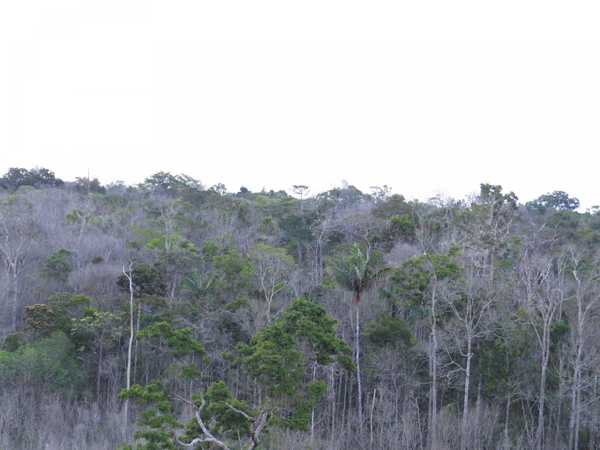 Swathes of Amazonian rainforest dying as trees fail to keep up with ...