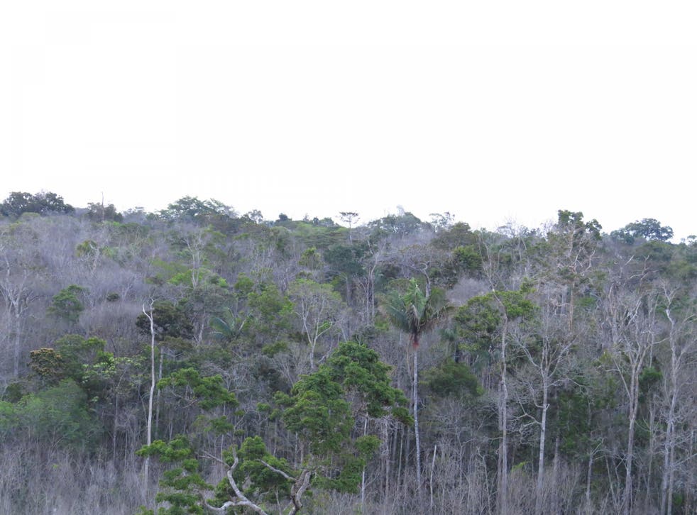 Swathes Of Amazonian Rainforest Dying As Trees Fail To Keep Up With Climate Change The Independent The Independent Swathes Of Amazonian Rainforest Dying As Trees Fail To Keep Up With Climate Change The Independent The Independent