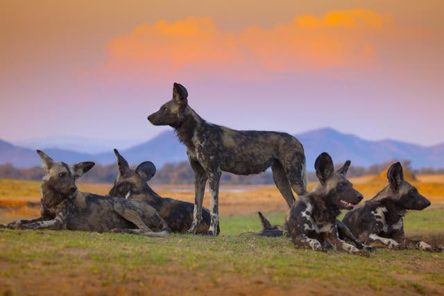 Painted wolves appearing in the fourth episode of Dynasties