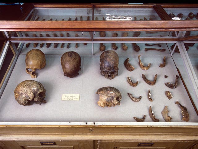 Some of the human remains used in the study included these bones from Lagoa Santa, Brazil, kept in the Natural History Museum of Denmark