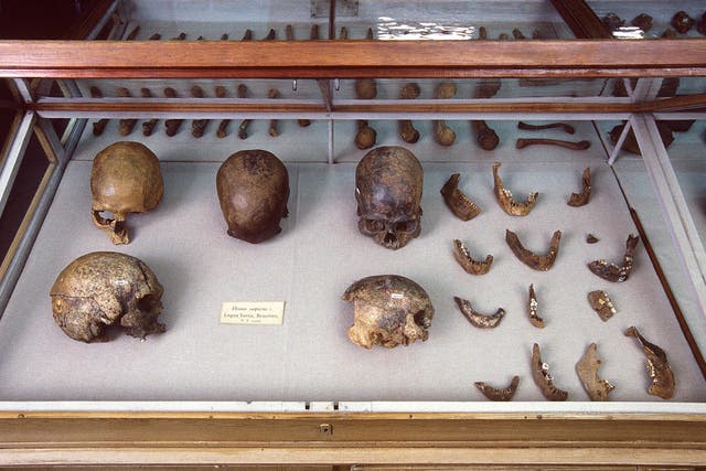 Some of the human remains used in the study included these bones from Lagoa Santa, Brazil, kept in the Natural History Museum of Denmark