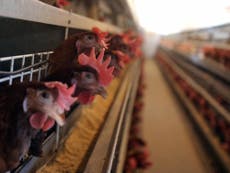 Campaigners call for 'cruel, barren' cages to be banned for over 350 million farm animals in Europe