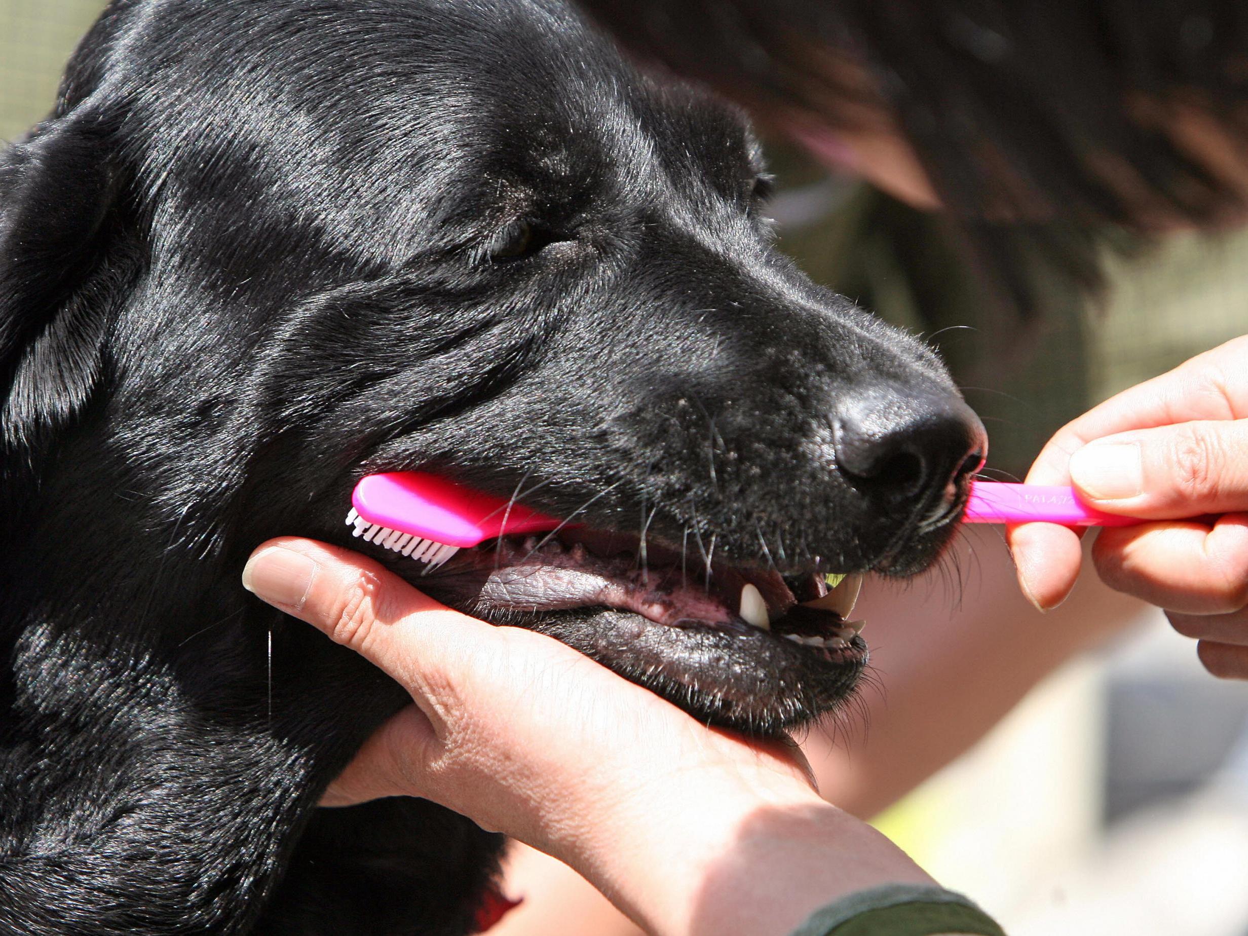 Using human outlet toothpaste on dogs