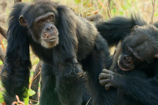 David, the chimpanzee, being groomed on 'Dynasties'
