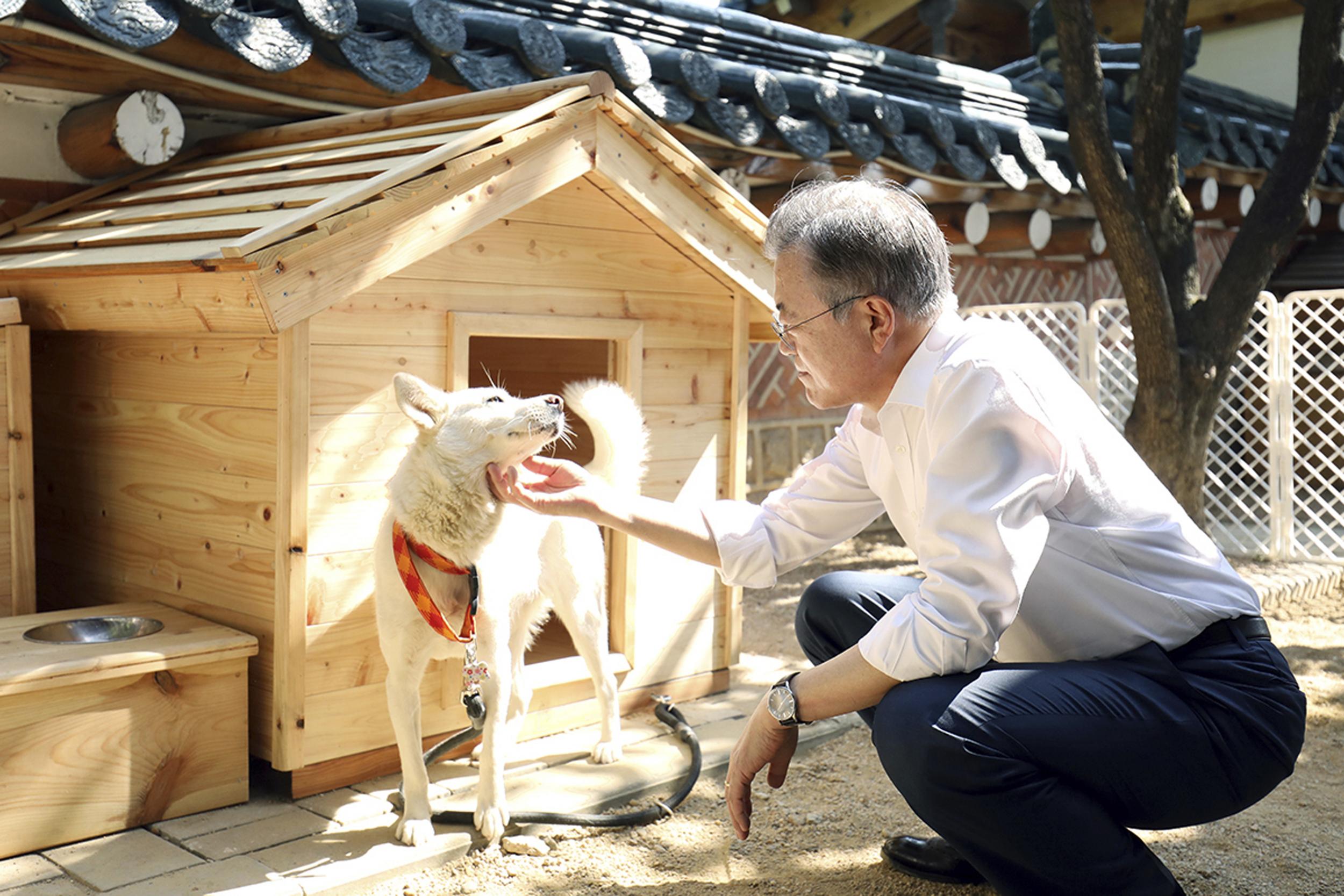 South Korean president Moon Jae-in strokes Gomi, a gift from North Korea (South Korea Presidential Blue House via AP)